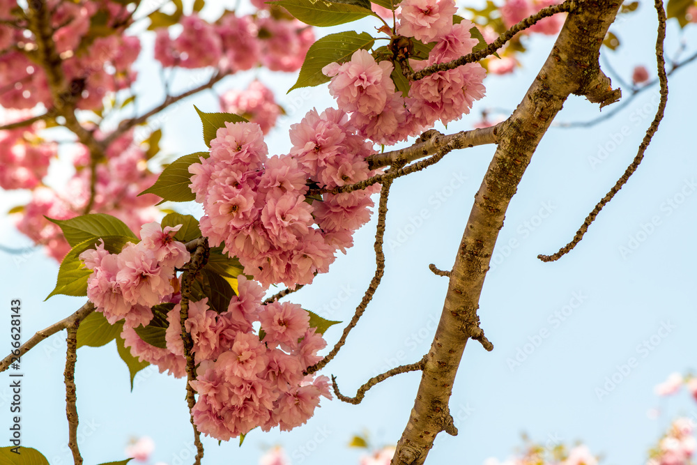 Obraz premium えぼし公園の八重桜