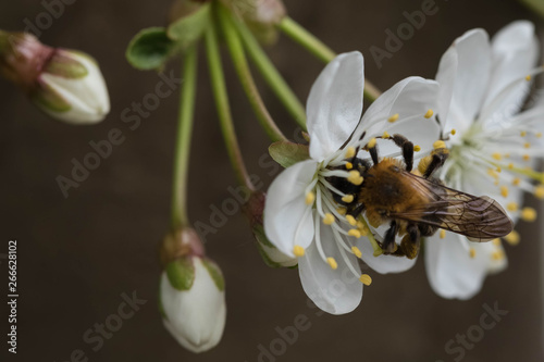The blossoming cherry. A close up of white colors on which the bee collecting nectar sits. Wings of a bee are bedaubed with yellow pollen