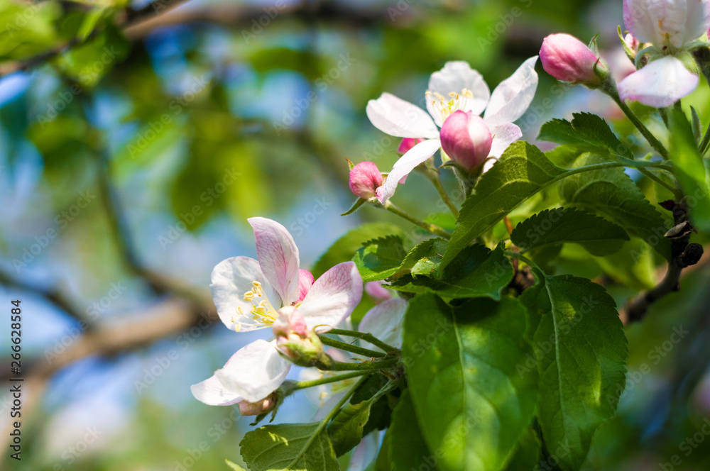Background of blooming beautiful flowers of apple on a sunny day in early spring close up, soft focus Background of blooming beautiful flowers of apple on a sunny day in early spring close up, soft focus