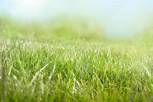 A background of green lush grass pastures on a sunny spring, summers day.