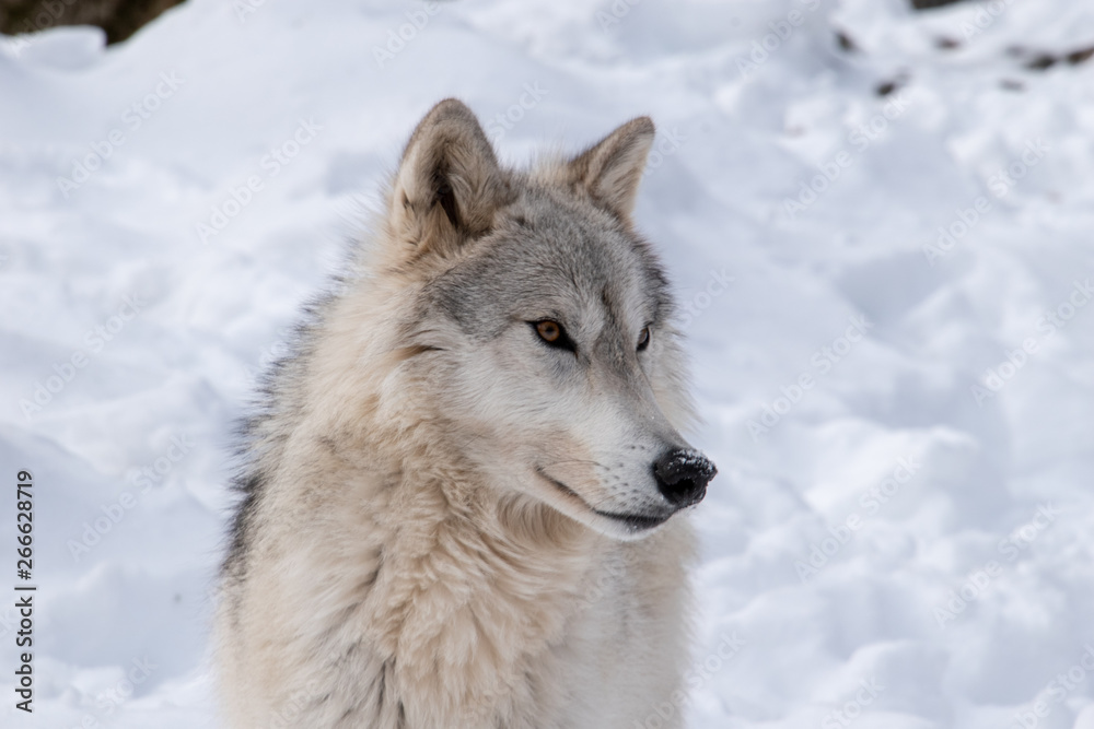 A Tundra Wolf laying in the snow with a closeup of it's face