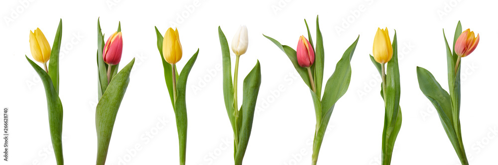 A collection of red and yellow tulip flowers isolated on a white background A collection of red and yellow tulip flowers isolated on a white background