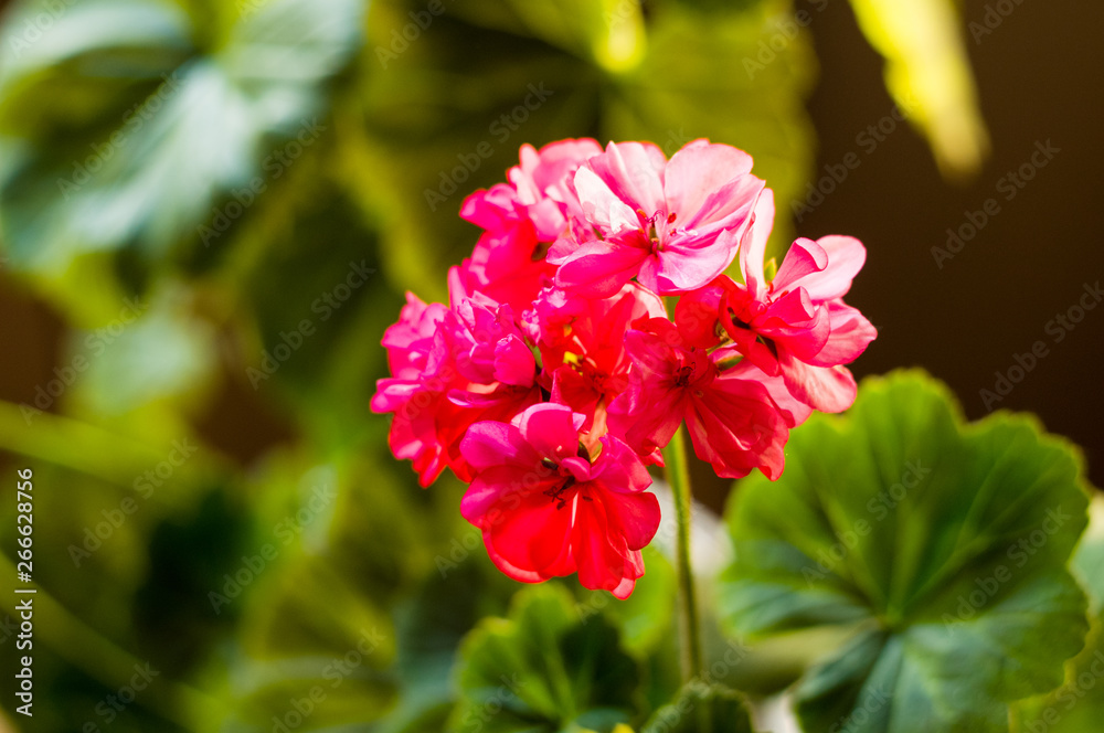 Lovely pink Pelargonium Geranium flowers, close up