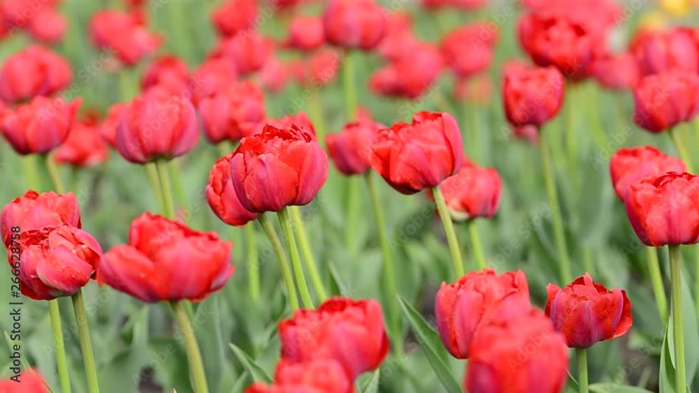 Tulips flowers swaying in the wind, colored spring tulips with beautiful blurred bouquet background Tulips flowers swaying in the wind, colored spring tulips with beautiful blurred bouquet background