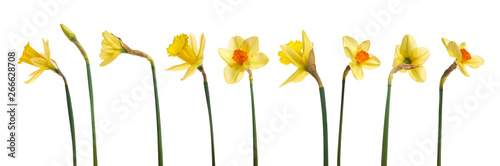 Obraz na płótnie A collection of yellow daffodils flowers isolated against a white background. w salonie