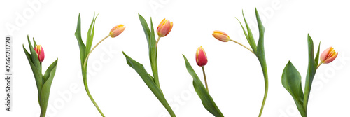A collection of red and yellow tulip flowers isolated on a white background