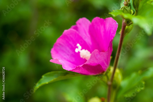 Bright Hibiscus flower blooming in the tropical garden, in soft focus on natural green bokeh background
