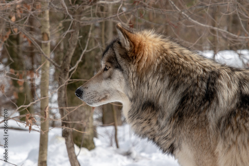 A Timber Wolf s profile while standing in the forest