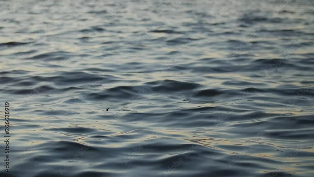 Close up of clean lake water surface, slow motion and shallow depth of field. Close up of clean lake water surface, slow motion and shallow depth of field.