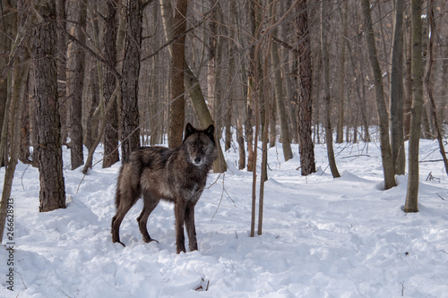 A British Columbian Wolf standing on guard in the forest © Rose Guinther