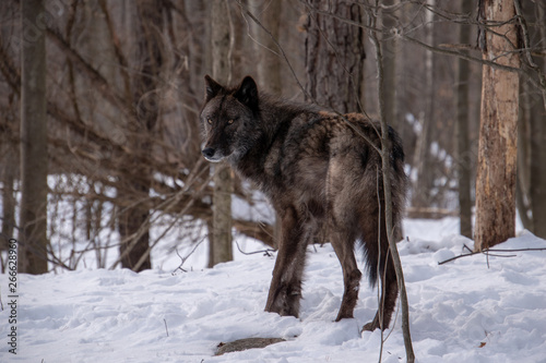 A British Columbian Wolf standing in the snowy forest © Rose Guinther