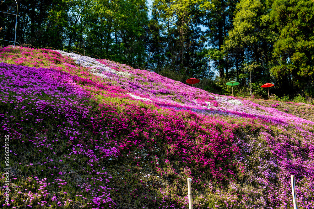 Naklejka premium 大野町の芝桜