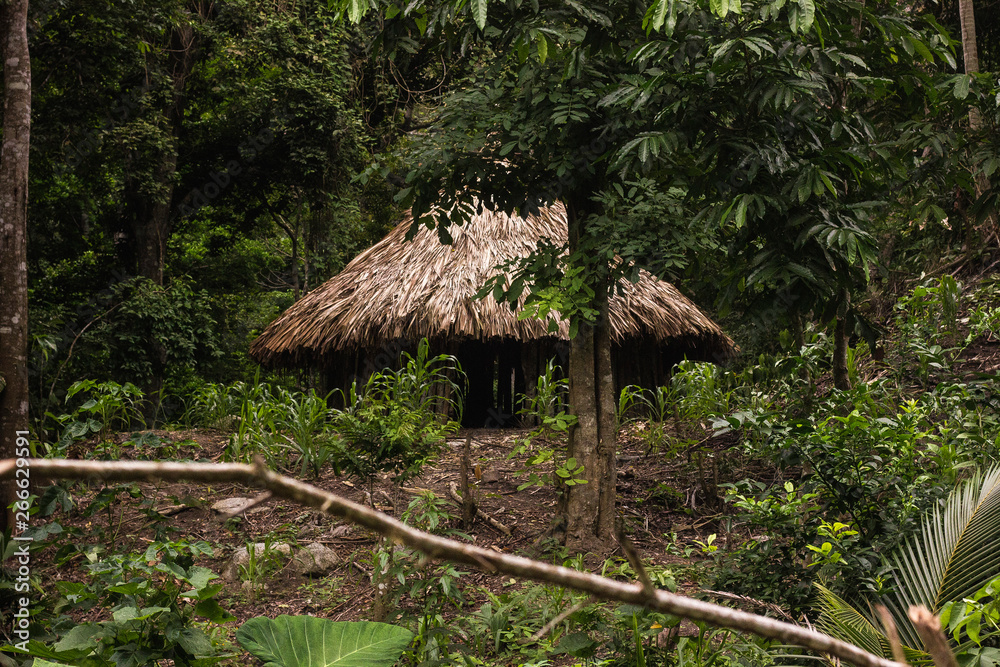 hut in the jungle hut in the jungle