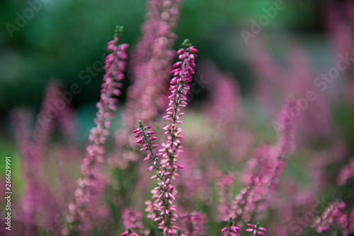 Fototapeta Naklejka Na Ścianę i Meble -  Heather flowers. Blooming heather flowers on the green meadow. purple background.