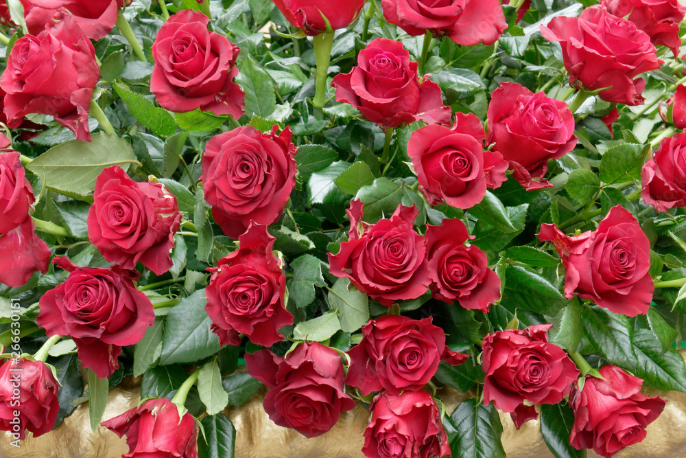 roses rouges roses rouges