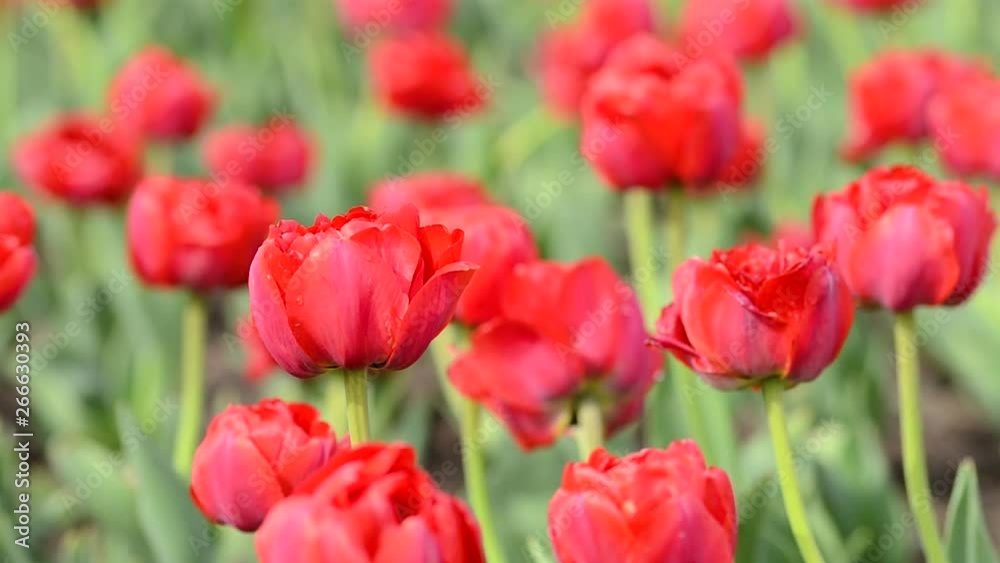 Tulips flowers swaying in the wind, colored spring tulips with beautiful blurred bouquet background Tulips flowers swaying in the wind, colored spring tulips with beautiful blurred bouquet background