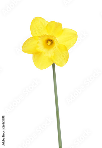 Yellow flower of Daffodil (Narcissus) isolated on white background. Cultivar from Large-cupped Group