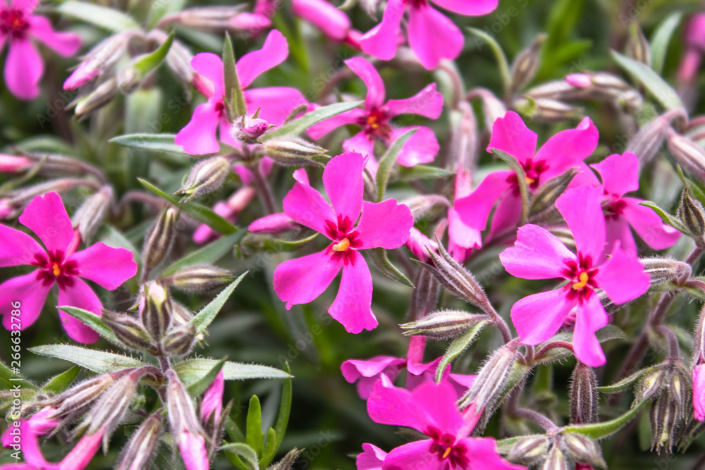 Pink little flowers closeup grows in an outdoor garden. Close-up. Pink little flowers closeup grows in an outdoor garden. Close-up.