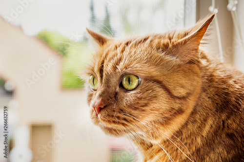 Large orange cat sitting at the widow, with its ears turned back, listening for sounds from outside; photo