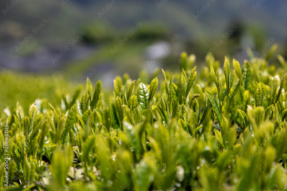 京都 和束の茶畑 京都 和束の茶畑