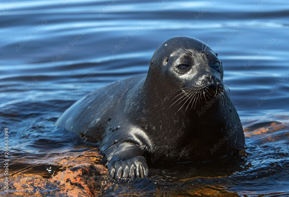 Obraz premium The Ladoga ringed seal. Side view portrait. Close up. Scientific name: Pusa hispida ladogensis. The Ladoga seal in a natural habitat. Ladoga Lake. Russia