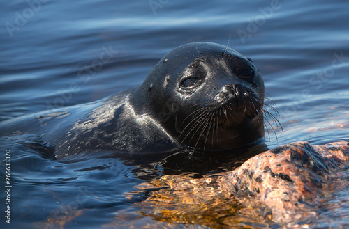 The Ladoga ringed seal. Scientific name: Pusa hispida ladogensis. The Ladoga seal in a natural habitat. Ladoga Lake. Russia 