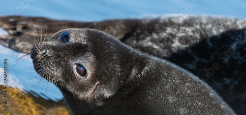 The Ladoga ringed seal resting on a stone. Scientific name: Pusa hispida ladogensis. The Ladoga seal in a natural habitat. Ladoga Lake. Russia photo