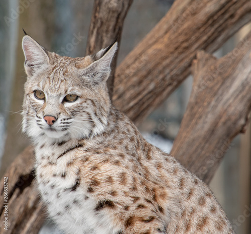 A profile view of a bobcat up close as it sits in front of a fallen tree © Rose Guinther