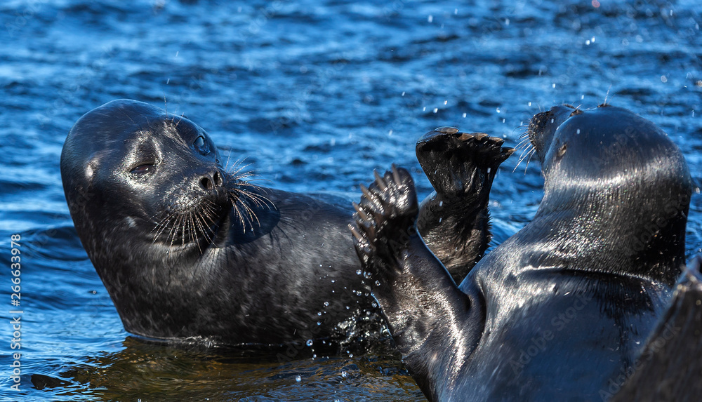 Obraz premium Fighting Ladoga ringed seals. Blue water background. Scientific name: Pusa hispida ladogensis. The Ladoga seal in a natural habitat. Ladoga Lake. Russia