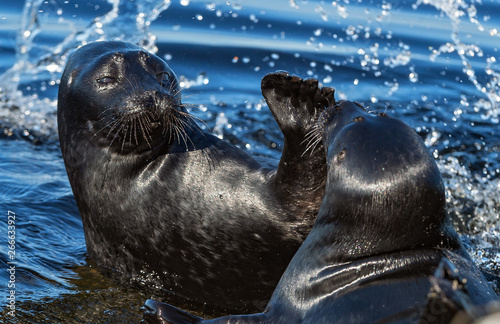 Fighting Ladoga ringed seals. Blue water background. Scientific name: Pusa hispida ladogensis. The Ladoga seal in a natural habitat. Ladoga Lake. Russia photo