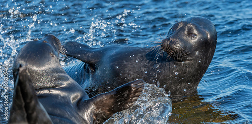 Photos Fighting Ladoga ringed seals