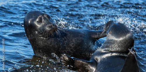 Photography Fighting Ladoga ringed seals