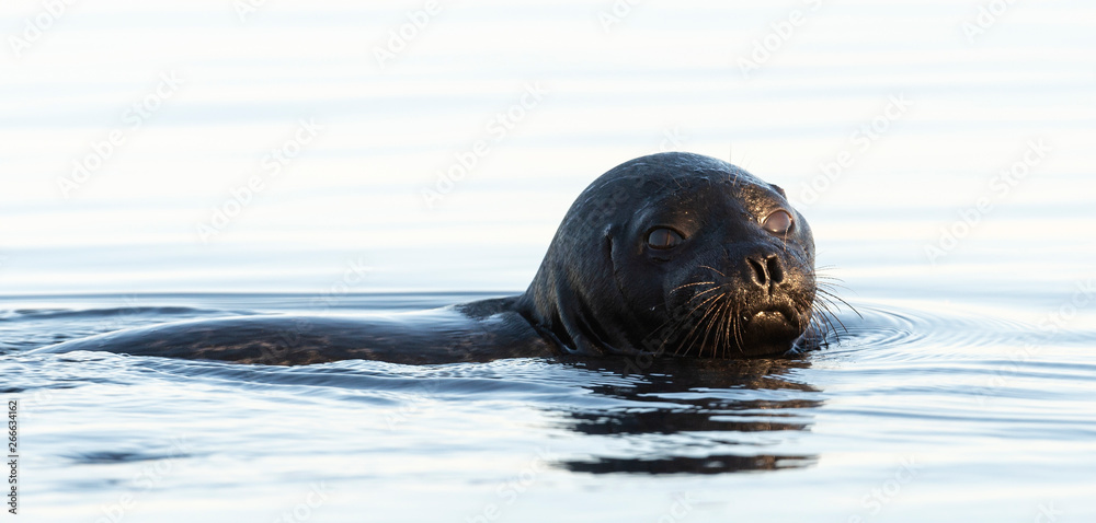 Obraz premium The Ladoga ringed seal swimming in the water. Blue water background. Scientific name: Pusa hispida ladogensis. The Ladoga seal in a natural habitat. Summer season. Ladoga Lake. Russia