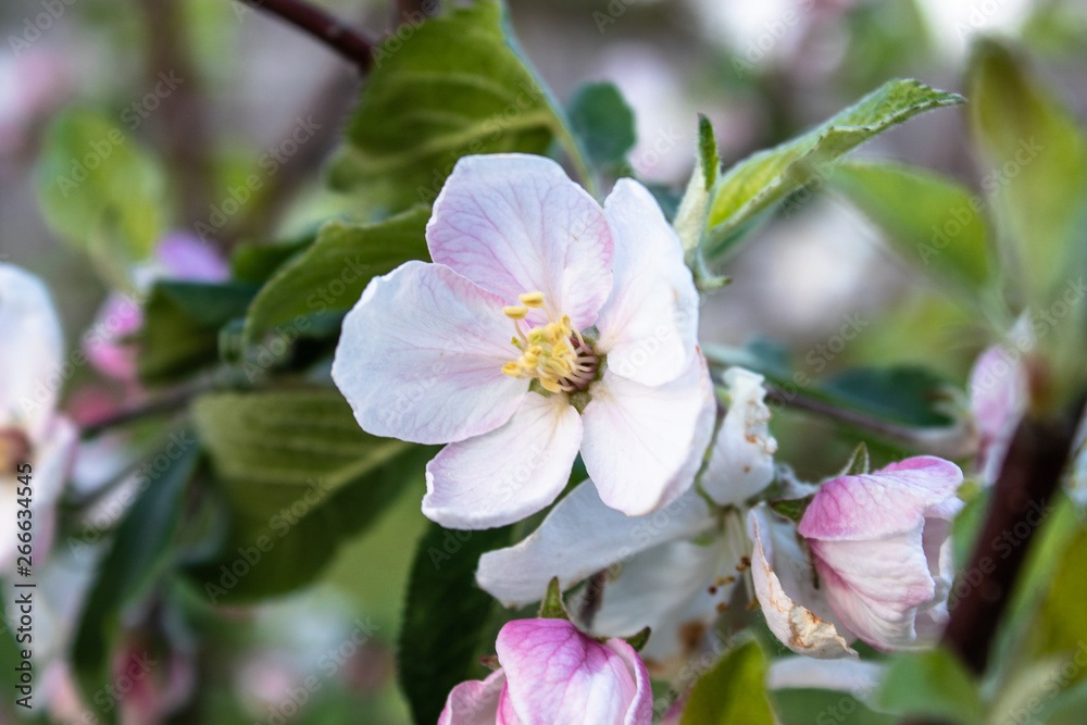Branches with white flowers of apple trees in spring in the garden. Branches with white flowers of apple trees in spring in the garden.