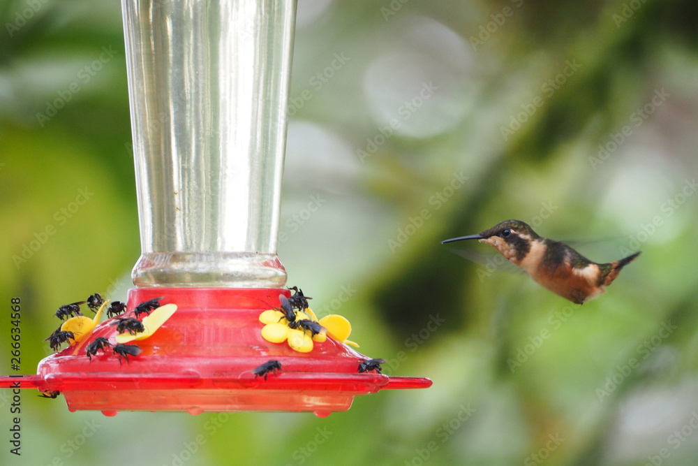 Obraz premium Hummingbird