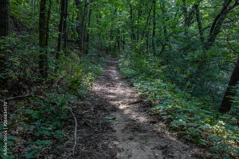 A Trail Through the Woods 1