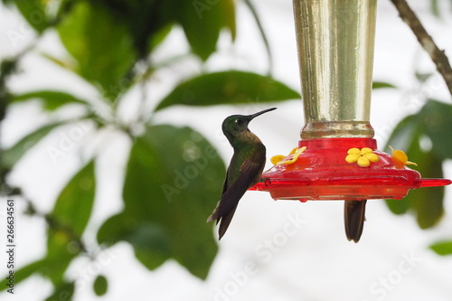Hummingbird
