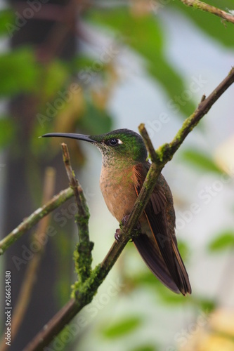 Hummingbird