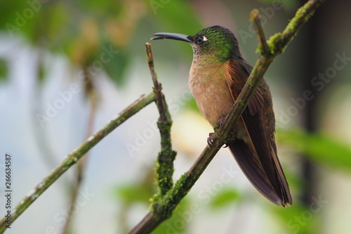 Hummingbird