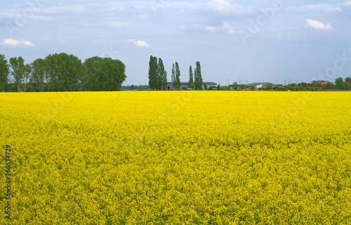 Landschaft mit gelbem Rapsfeld