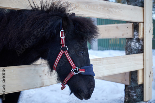 black pony in a pen with wool. Portrait of a pony closeup in winter season.