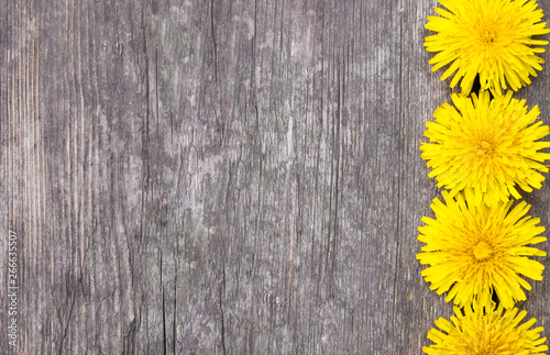 Small, yellow dandelions lie on the background of old boards. There is a place for your text. Background.