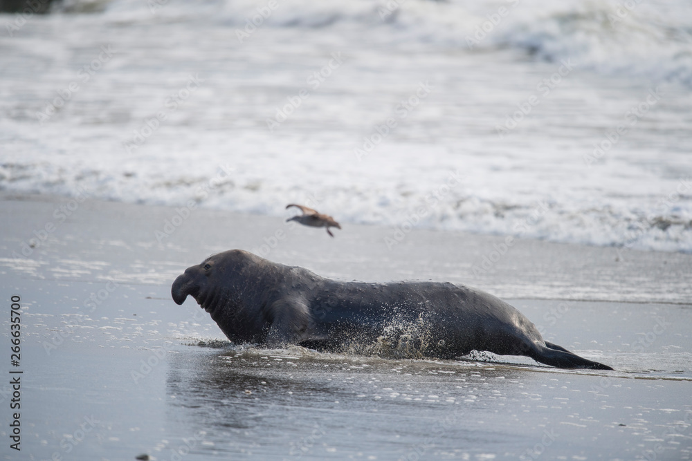 Obraz premium northern elephant seal (Mirounga angustirostris), Point Reyes National Seashore, Marin, California