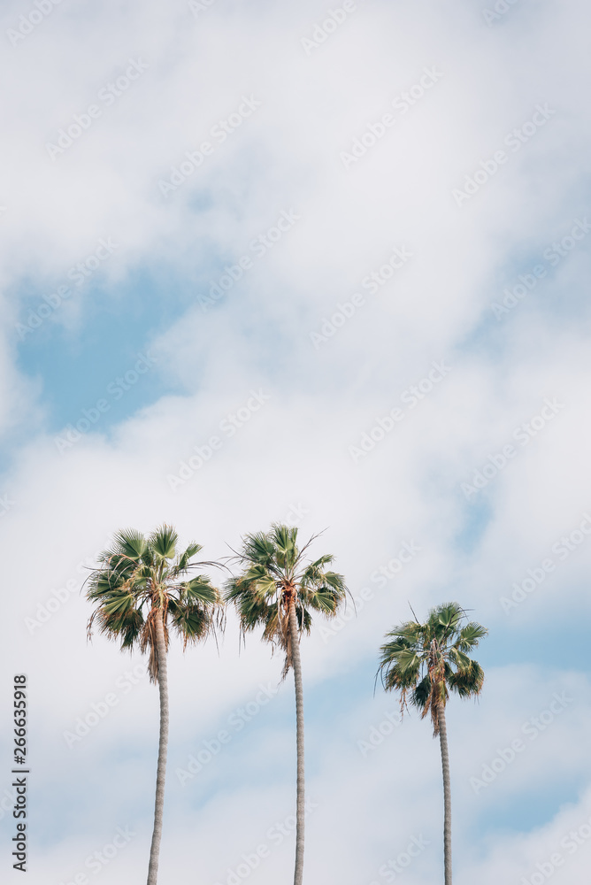 Obraz premium Palm trees in La Jolla Shores, San Diego, California