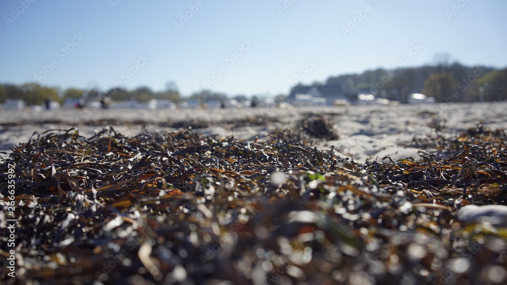 Algen am Strand