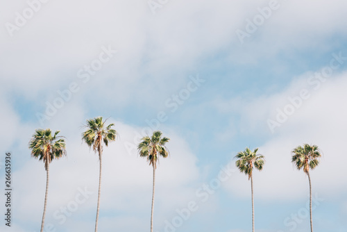 Palm trees in La Jolla Shores, San Diego, California