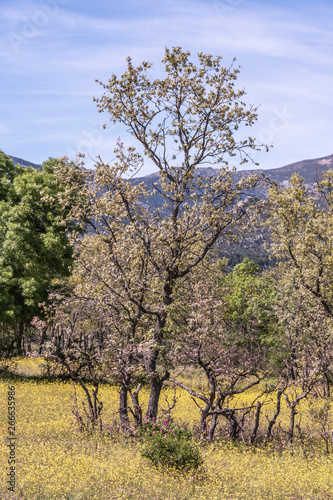 Spring arrives in the Sierra de Guadarrama. moralzarzal madrid spain