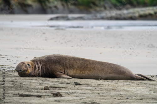 northern elephant seal (Mirounga angustirostris), Point Reyes National Seashore, Marin, California