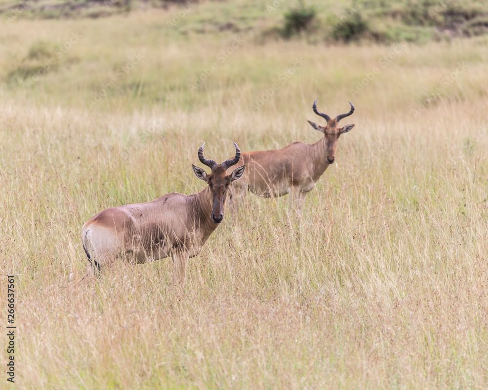 Fototapeta premium antelope in the grass