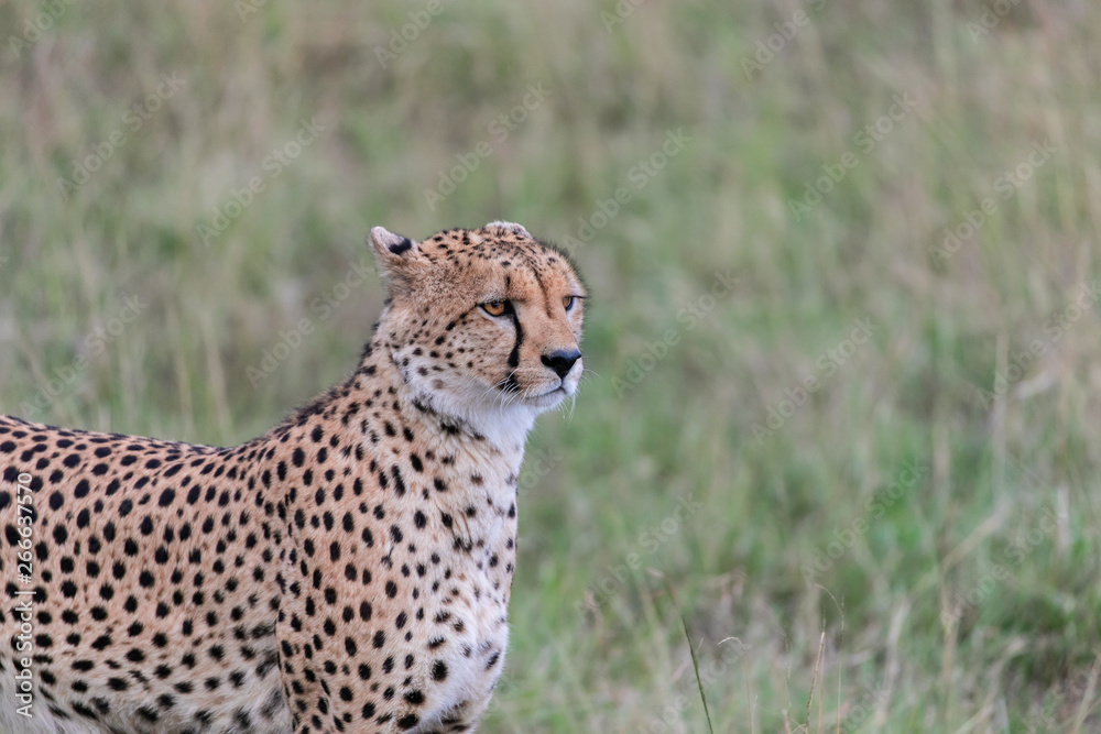 Fototapeta premium cheetah in grass